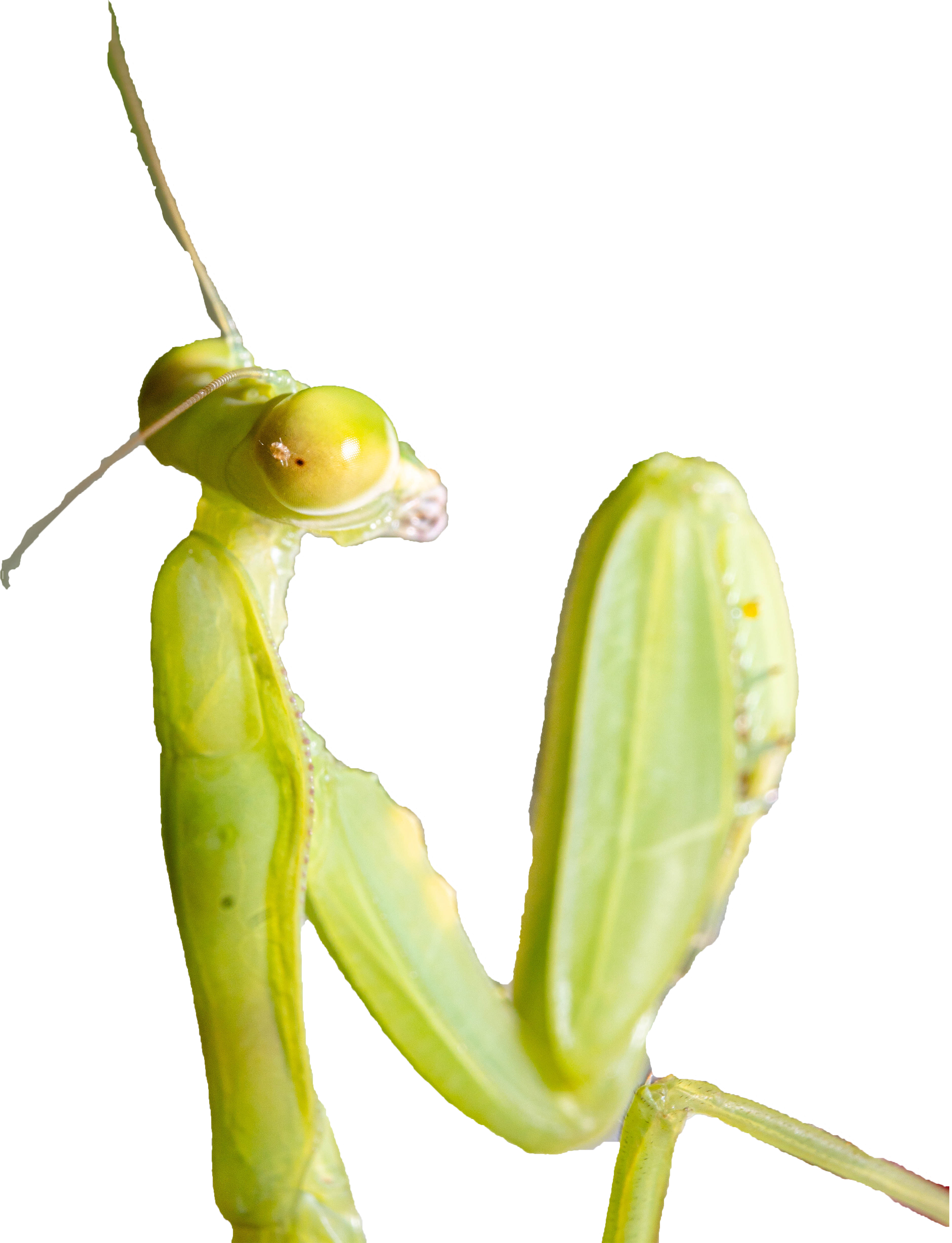 Praying Mantis Profile