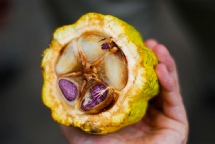 Cacao Fresco