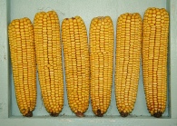 Yellow Corn